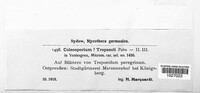 Coleosporium tussilaginis image